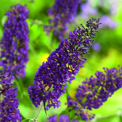 Buddleja davidii Nanho Purple