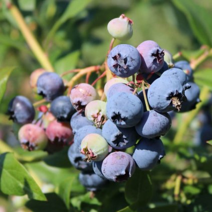 Drobné ovocie,  čučoriedky - Čučoriedka Bluecorp