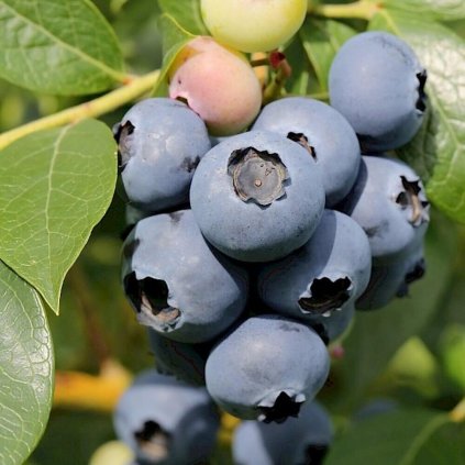 Drobné ovocie, čučoriedky - Čučoriedka americká Chanticleer