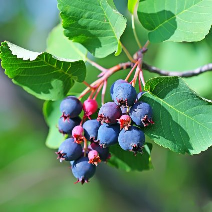 00 amelanchier greatberry farm origin img (1)