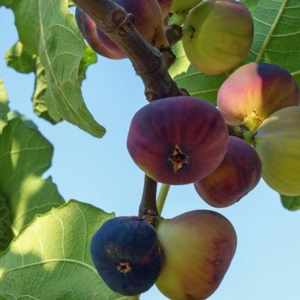 Drobné ovocie, figy - Figovník Francuesco