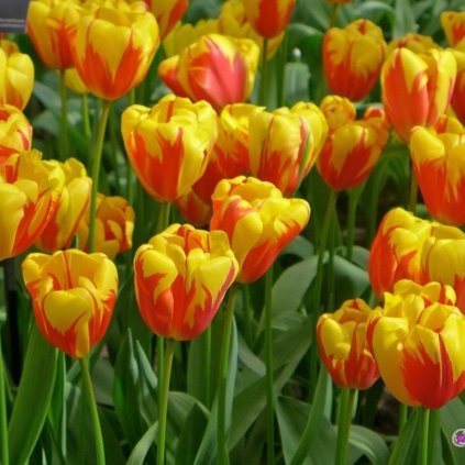 Cibuloviny Tulipan Holland Queen