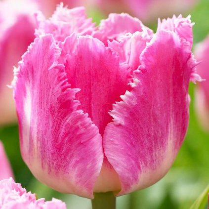 Cibuloviny Tulipan Dallas