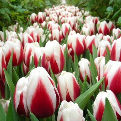 Cibuloviny Tulipan Guus Papendrecht