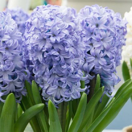 Hyacinth General