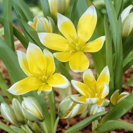 tarda specie tulip bulbs