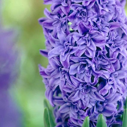 Hyacinth Crystal Palace