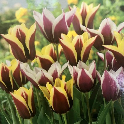 SUPERIOR PACK MIX TULIPÁNOV (25 CIBÚĽ)