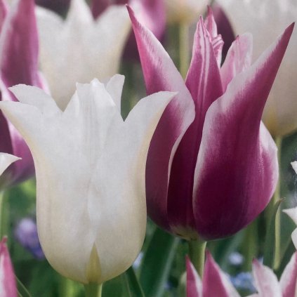 SUPERIOR PACK MIX RUŽ. BIELYCH TULIPÁNOV