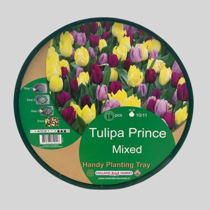 MIX JARNÝCH TULIPÁNOV TULIPA PRINCE MIXED (18 CIBÚĽ)