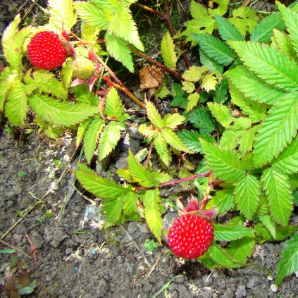 Malinojahoda Rubus Illecebrosus