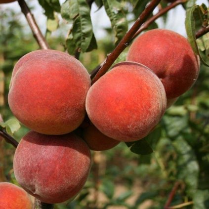 Peach Peregrine 4f9500c8 b8e6 4147 820e 9f41dad357a1