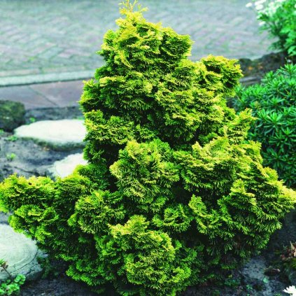 Chamaecyparis obtusa 'Nana Aurea'