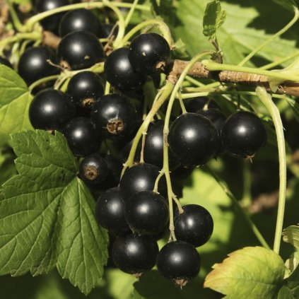blackcurrant ribes nigrum ben nevis 9cm p3872 30366 image