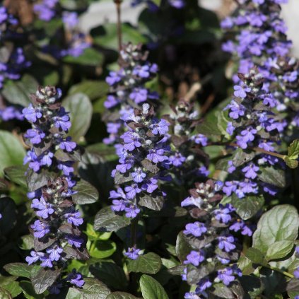 ajuga mahogany 1200x