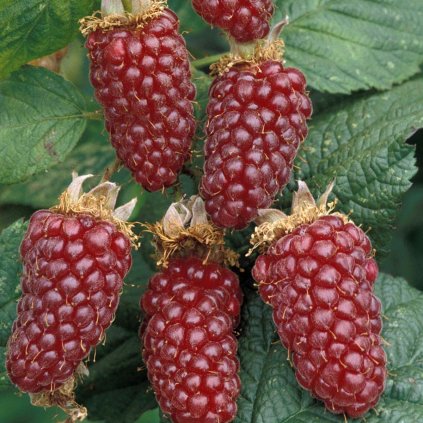 Malinoostruzina Tayberry