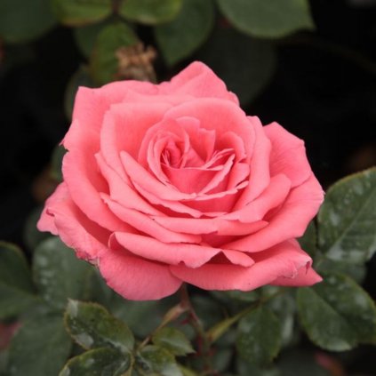 rosa pariser (1)