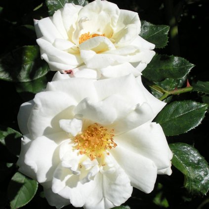 Climbing Rose