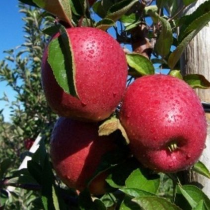Jablon Braeburn