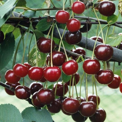 Ceresna Csengodi