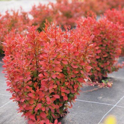 berberis thunbergii florence japan borbolya