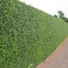 ligustrum ovalifolium 60 90cm 2 3ft bare root green privet evergreen hedging p670 4577 image