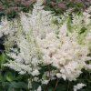 Astilbe x arendsii 'Astary White'