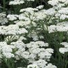 Achillea millefolium 'White Beauty'