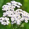 Achillea millefolium 'White Beauty'