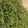 cotoneaster skogholm