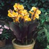 17106 canna indicka louis cottin 1 cibula