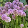 Allium Millenium 1