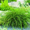 Thuja plicata 'Whipcord'