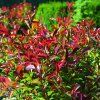Photinia fraseri 'Red Robin'