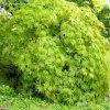 acer palmatum dissectum tree p625 1362 medium