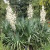 2000434 Yucca 20filamentosa 20 Palmlilie 1 (1)