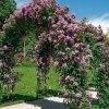 1 55028 Ramblerrose Veilchenblau rosa