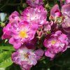 ramblerrose veilchenblau m002756 h 0 (1)