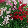 Oleander Multicolor