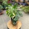 MONSTERA DELICIOSA THAI CONSTELLATION