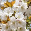 2242 Prunus serrulata Taihaku 01 (1)
