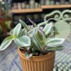 TRADESCANTIA NANOUK Plantex