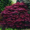 Acer palmatum Atropurpureum