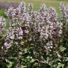 Penstemon Onyx and Pearls beard tongue gc penop 03 (1)