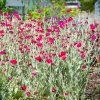 lychnis coronaria atrosanguinea 4