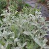 lychnis coronaria rose campion