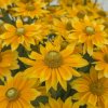 Rudbeckia 278 240 169 EBR4162 Lemon web