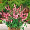 Dicentra spectabilis 0003404 68416 Photoroom