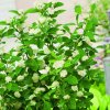 Cornus Flaviramea