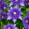Clematis Multi Blue